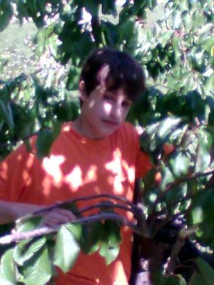 AQUELA MA&Ntilde;A COMENDO CEREIXAS NO ALTO DUN ARBOL
